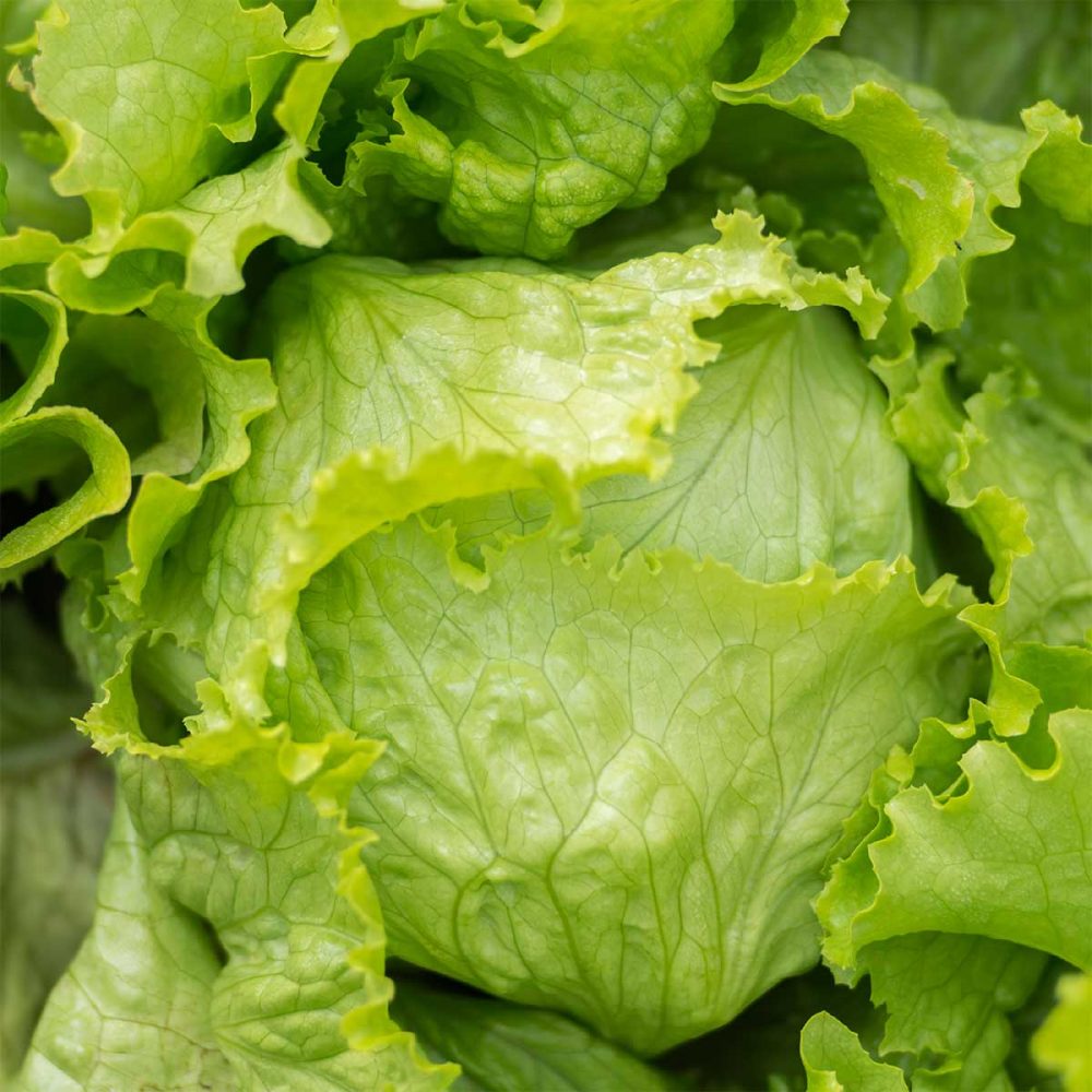 Lechuga Iceberg Verdimed lechuga-iceberg-verdimed