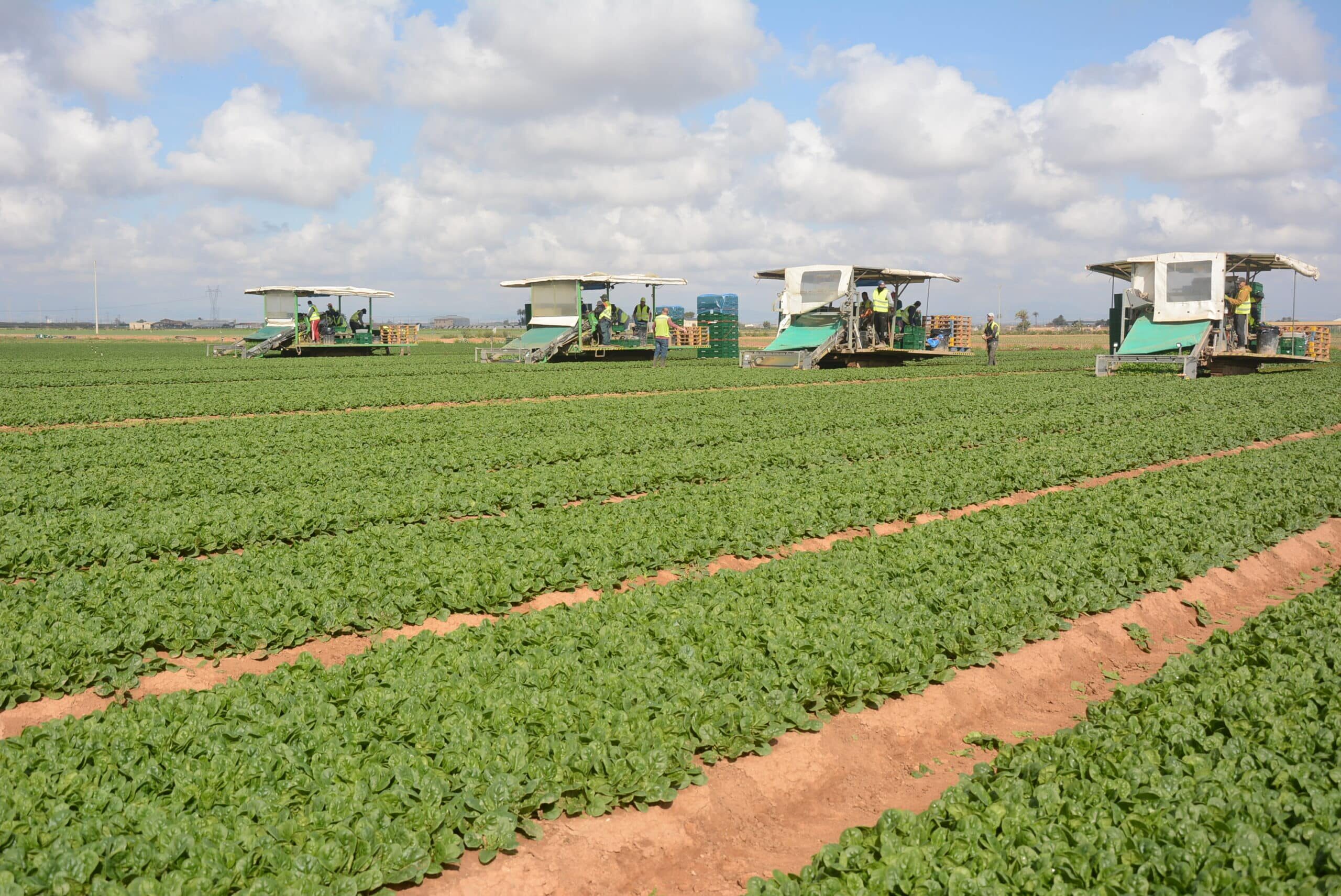 Espinaca: Beneficios y propiedades de este cultivo de Verdimed